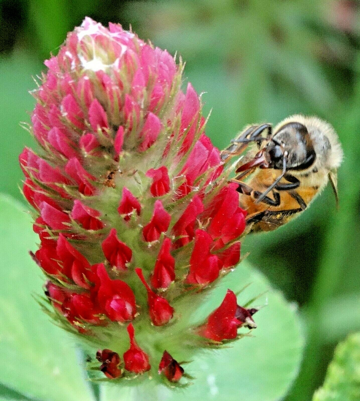1001+CRIMSON CLOVER Seeds Groundcover Food Plot Native Wildflower Pollinators