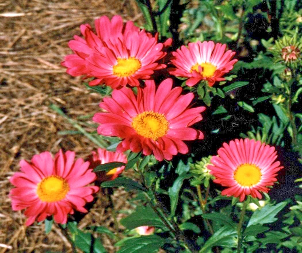 301+GIANT CALIFORNIA CHINA ASTER Mix Seeds Cut Flowers Summer Garden Container