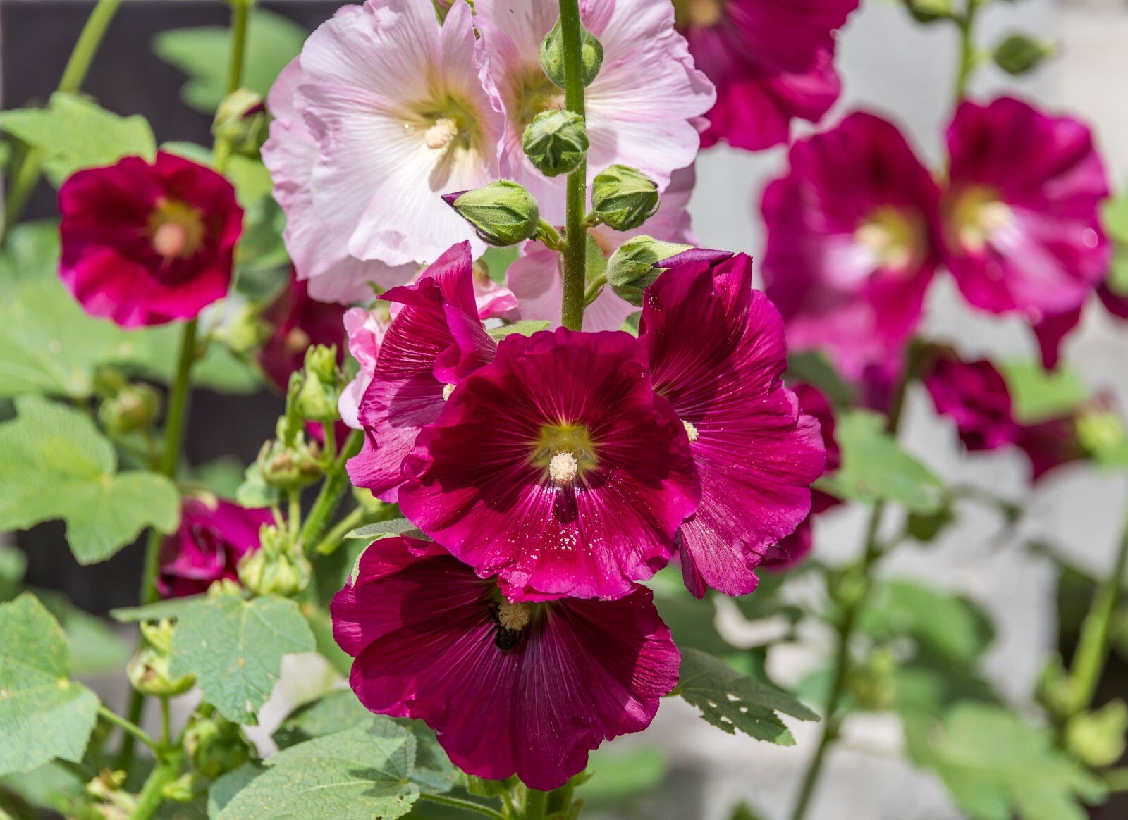 GIANT HOLLYHOCK MIXED COLORS 50 SEEDS, HARDY PERENNIAL, EZ TO GROW, USA SELLER