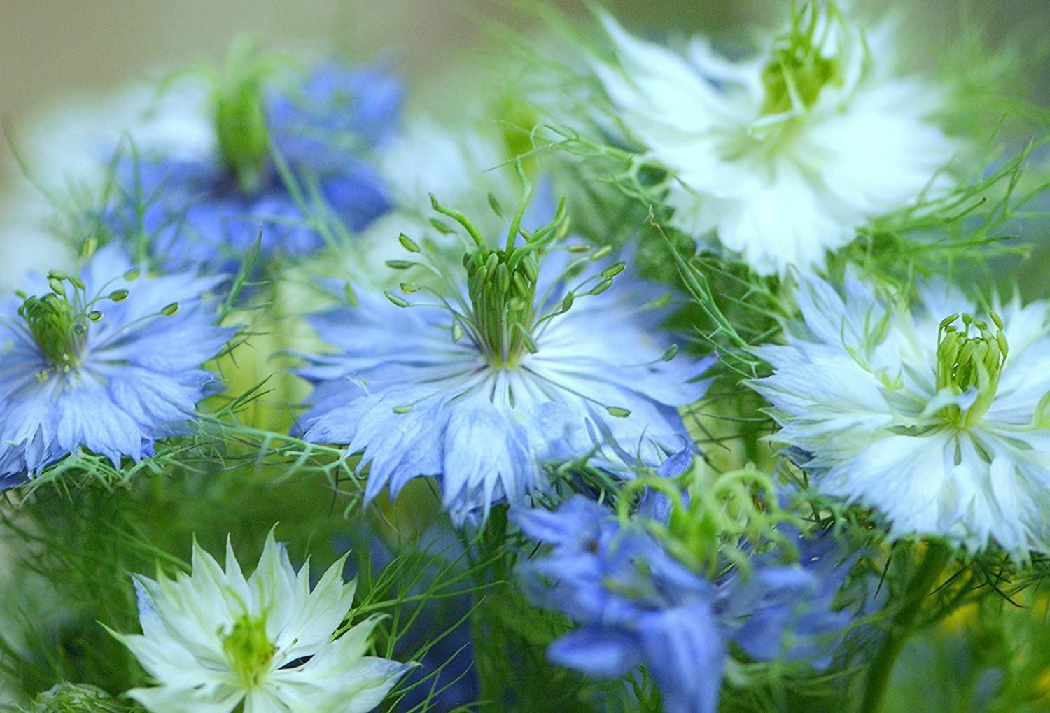 Love in a Mist Flower Seeds, Blue Nigella Damascena ‘COOL BEANS N SPROUTS” Brand