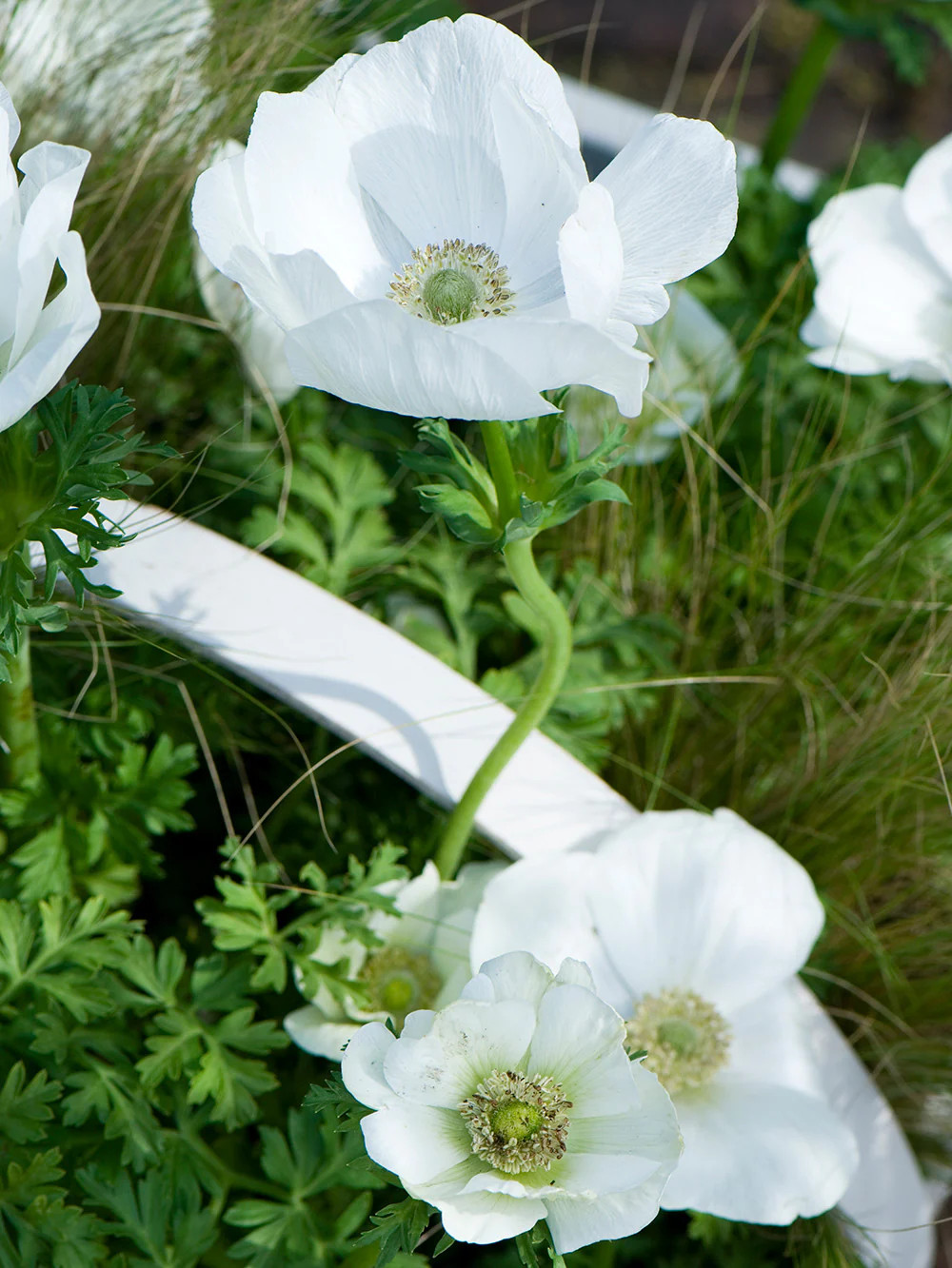 The Bride Anemone Coronaria – 25 bulbs