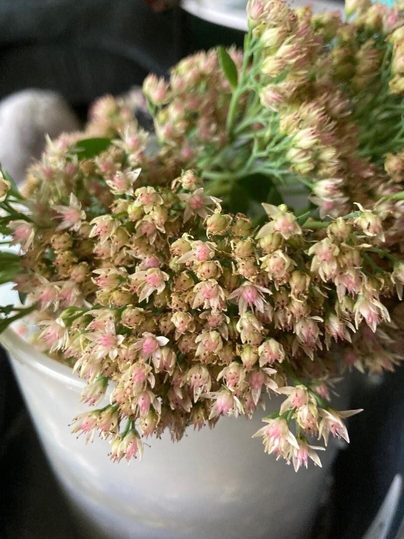 White Pink Crystal Sedum Stone Crop Perennial Flower 100 Seeds USA Seller