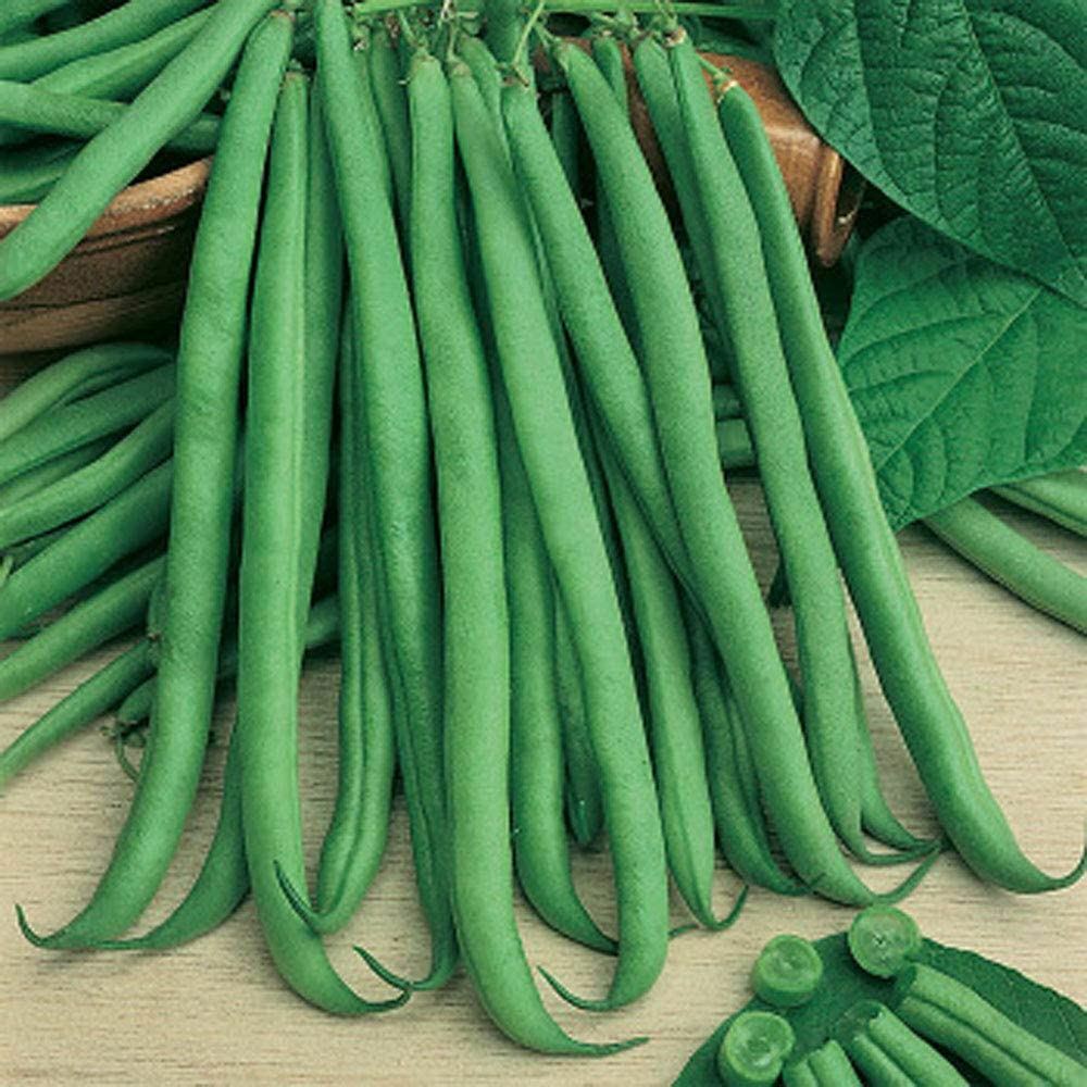 Bean Slenderette Bush Bean Seeds ,”COOL BEANS N SPROUTS” Brand. Home Gardening.
