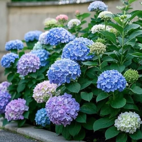 35 Mixed Color Hydrangea Seeds – Blue, Pink & Purple Blooming Flower Seeds for