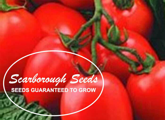SCARBOROUGH SEEDS ORGANIC ROMA TOMATO 100 SEEDS HEIRLOOM NON-GMO OPEN-POLLINATED