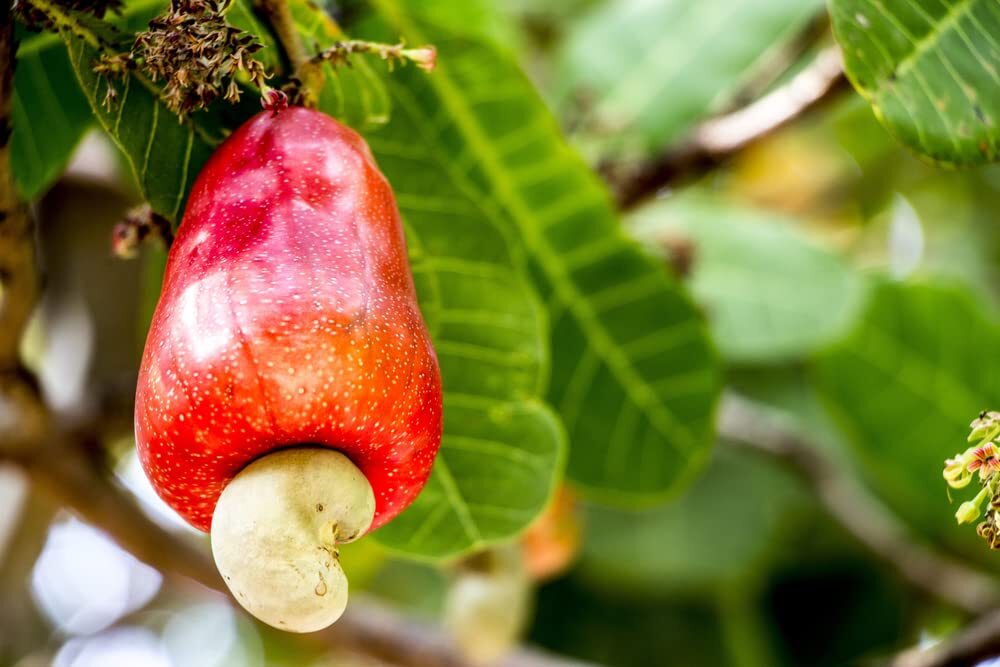 Cashew Tree Seeds for Planting (6 Seeds) – Anacardium occidentale