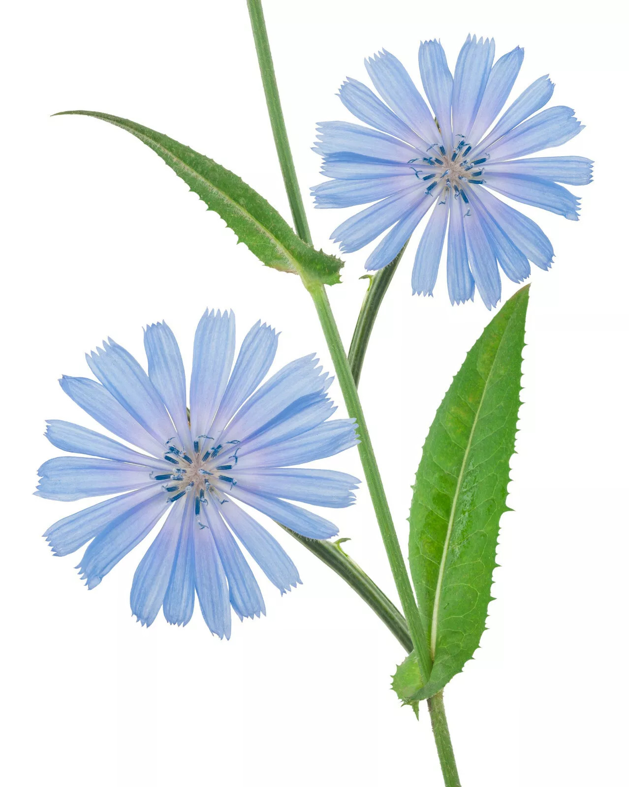 1000+ Chicory Seeds | Blue Dandelion | Perennial Medicinal Herb & Coffee Subst.