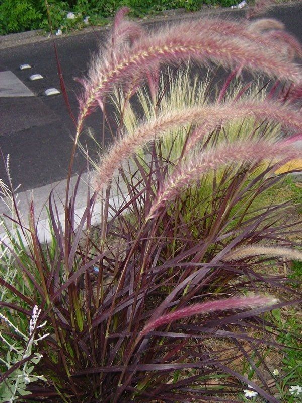 PURPLE FOUNTAIN GRASS, Ornamental Pennisetum Setaceum, Dark Burgundy (30 Seeds)