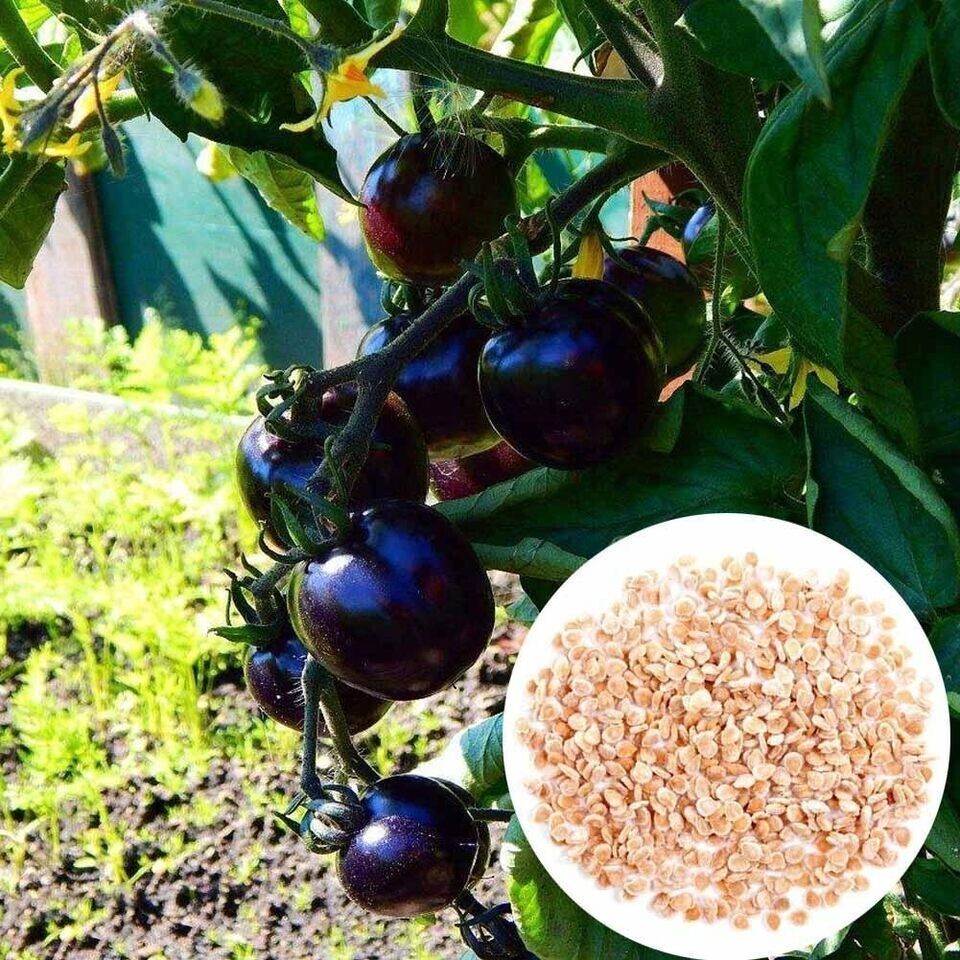240+ EUROPEAN BLACK CHERRY TOMATO SEEDS – SWEET – HEIRLOOM -NON GMO – RARE