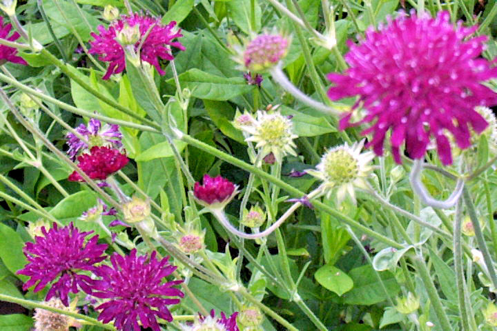 KNAUTIA, MIXED COLORS 100 SEEDS, RED, PINK, LAVENDER, PERENNIAL *EZ TO GROW*