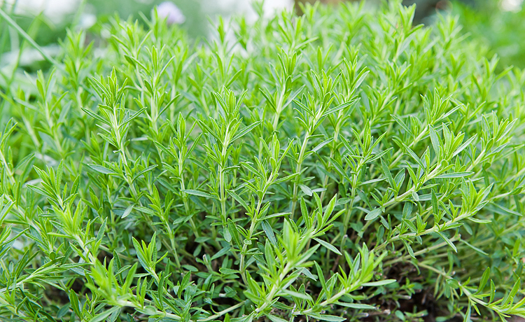 RUSSIAN TARRAGON HERB SEEDS * PERENNIAL * AROMATIC * 100 COUNT PKT.