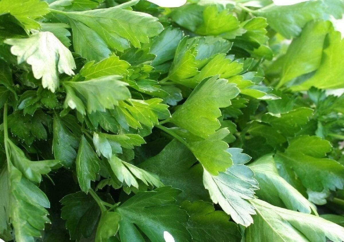 Italian Giant Parsley Seeds 100