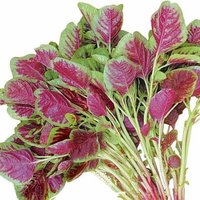 500+ Red Amaranth Seeds Red stripe leaf Chinese Spinach Yin Cho Callaloo USA