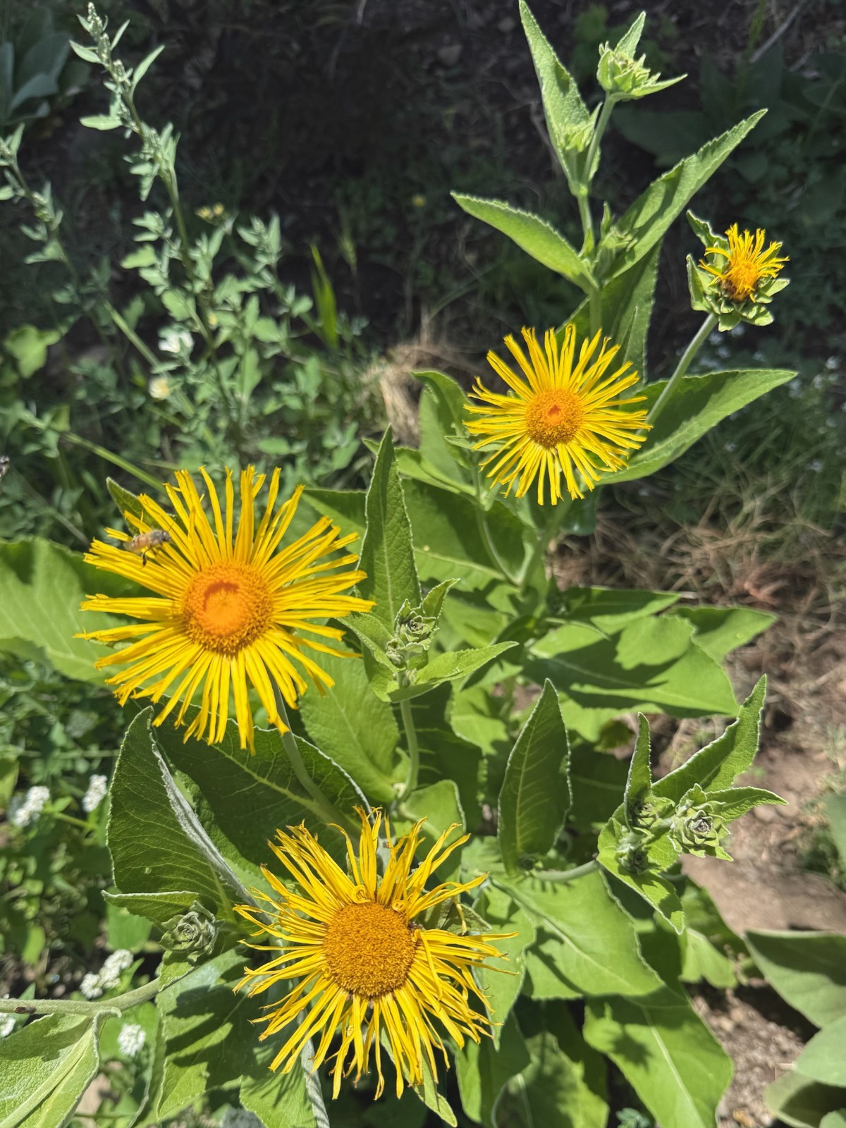 Elecampane Seeds for Planting: 50 Seed Packet Bulk Size Organic Herb Root NonGMO