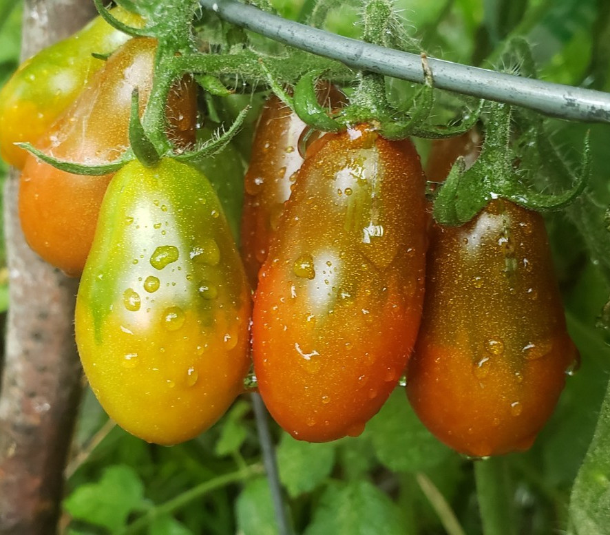 Cinnamon Pear Cherry Tomato (25 seeds) – good all around Cherry Tomato!