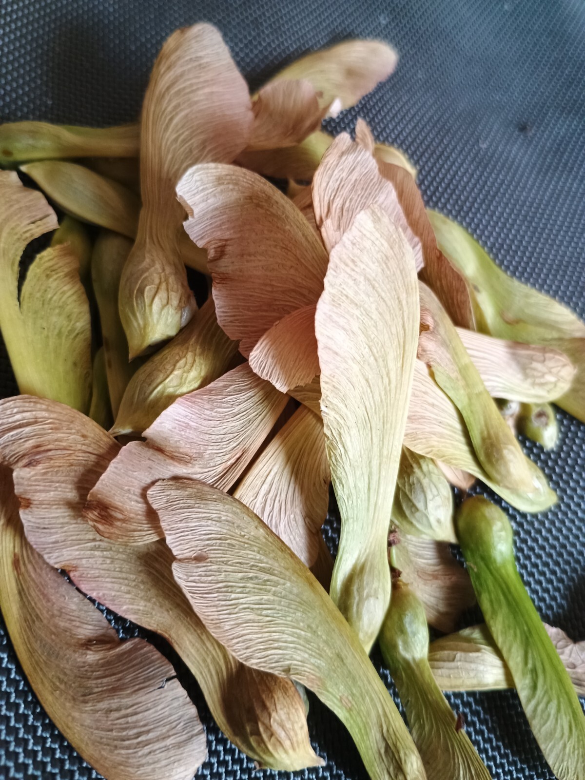 BULK FAST GROWING TREE SEEDS: Silver Maple (Acer Saccharum) US Native