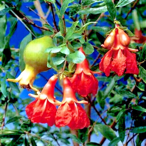 20 DWARF Pomegranate Tree Seeds (Punica granatum) Nana Garden Fruit House Plant
