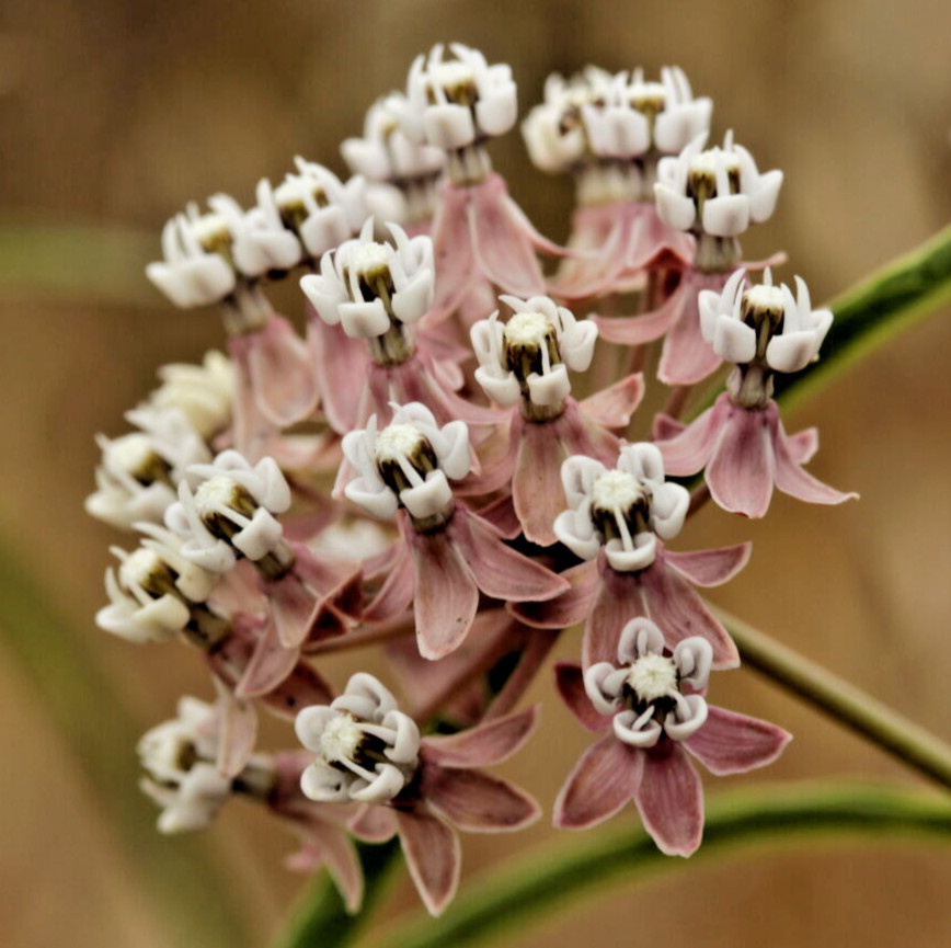 1,000 ASCLEPIAS FASCICULARIS Seeds (Narrowleaf Milkweed) Bulk Butterfly Flower