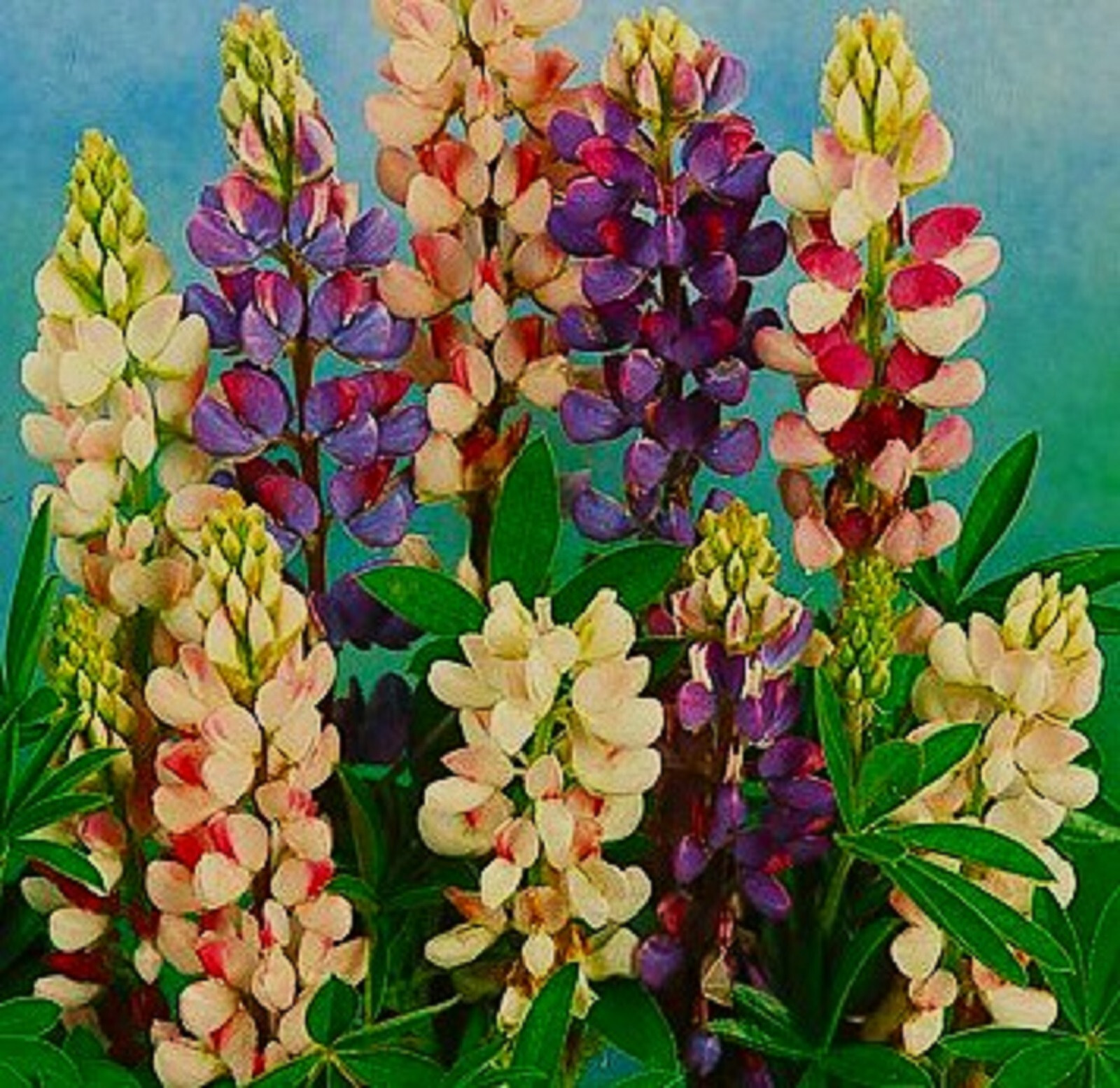 Dwarf Lupine Seeds Pixie Delight Mix 80 SEEDS –BUY 4 ITEMS FREE SHIPPING