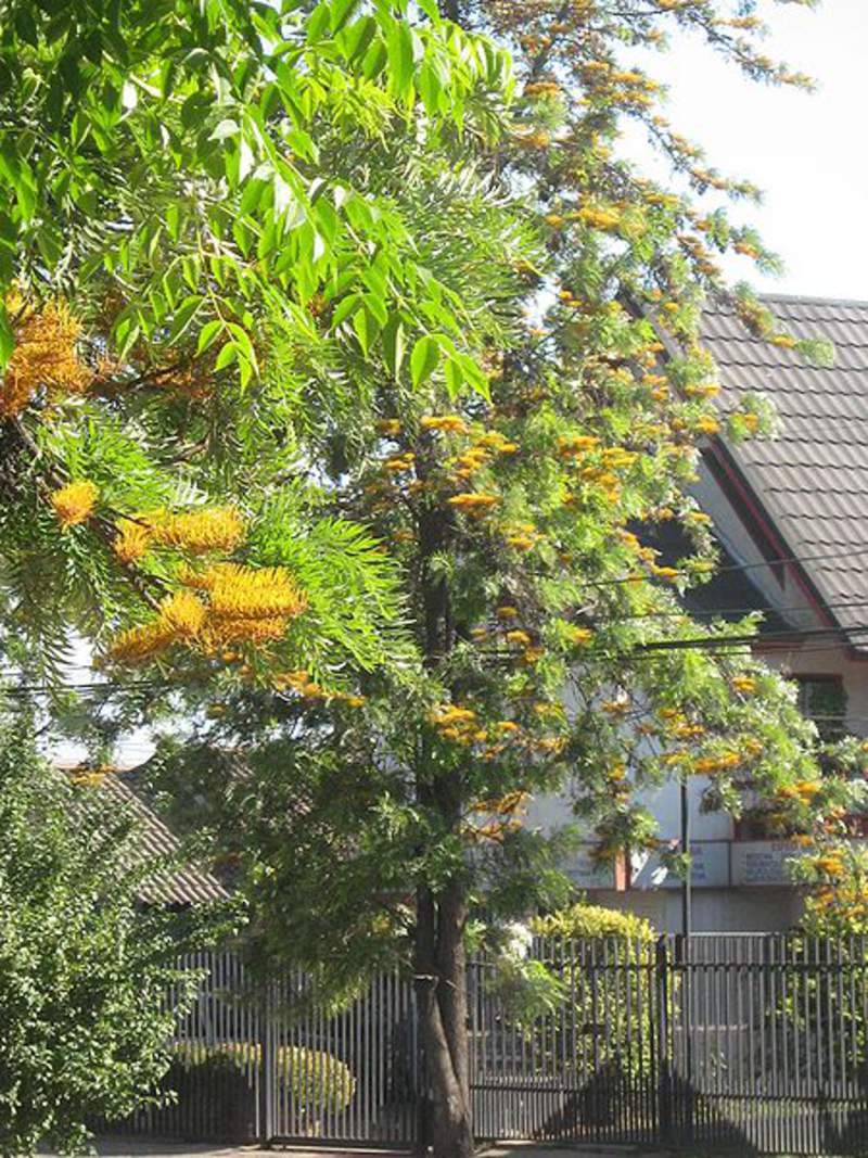 1-1000 PCS Silky oak Tree Seeds Grevillea Robusta Yellow Silkoak Flower 0178