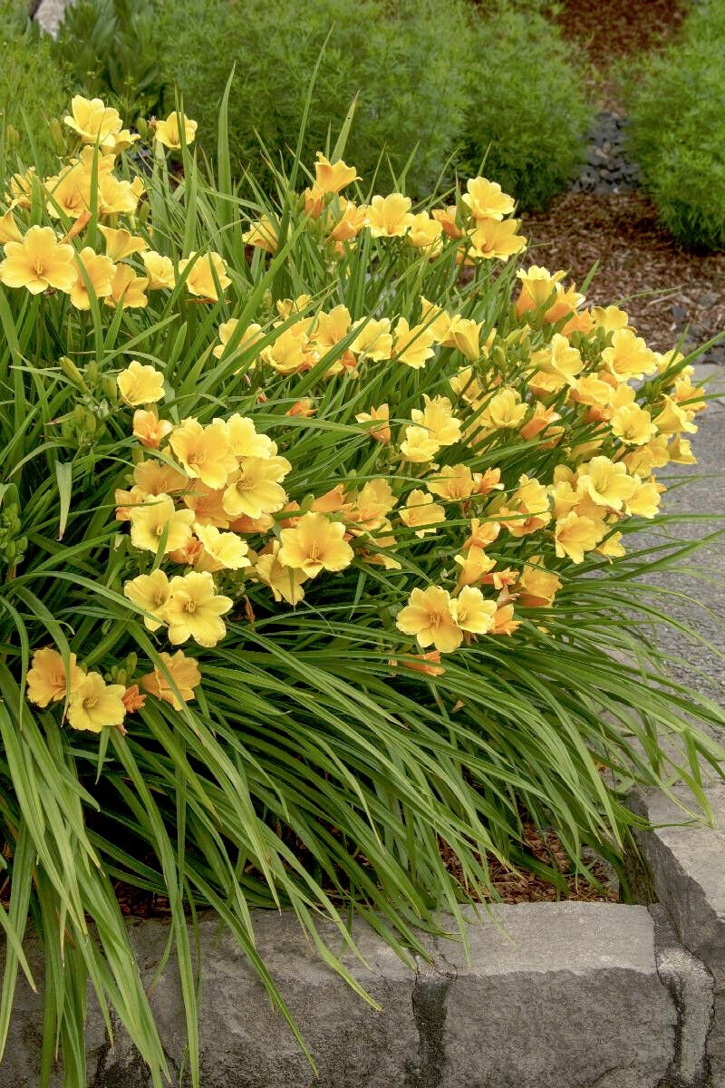 40 GOLDEN DEEP YELLOW STELLA DE ORO DAYLILY SEEDS-~Constant Re-Blooming Flowers!