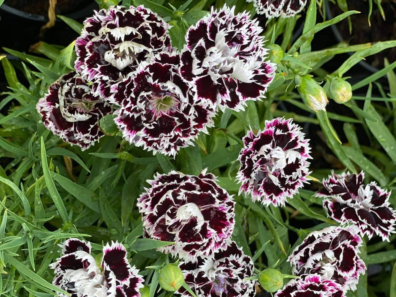 30 Seeds| China Pink ‘Black Velvet and Lace Carnations – Dianthus Flowers Seeds