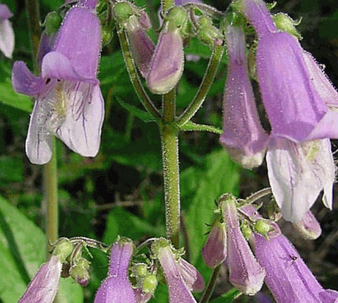 Beardtongue, Hairy (Penstemon hirsutus) Flower Seeds Free Shipping!