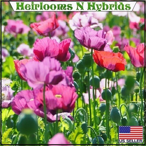 Mixed Organic P Somniferum Poppy Seeds Hungarian, Czech, Dutch, Turkish 10,000