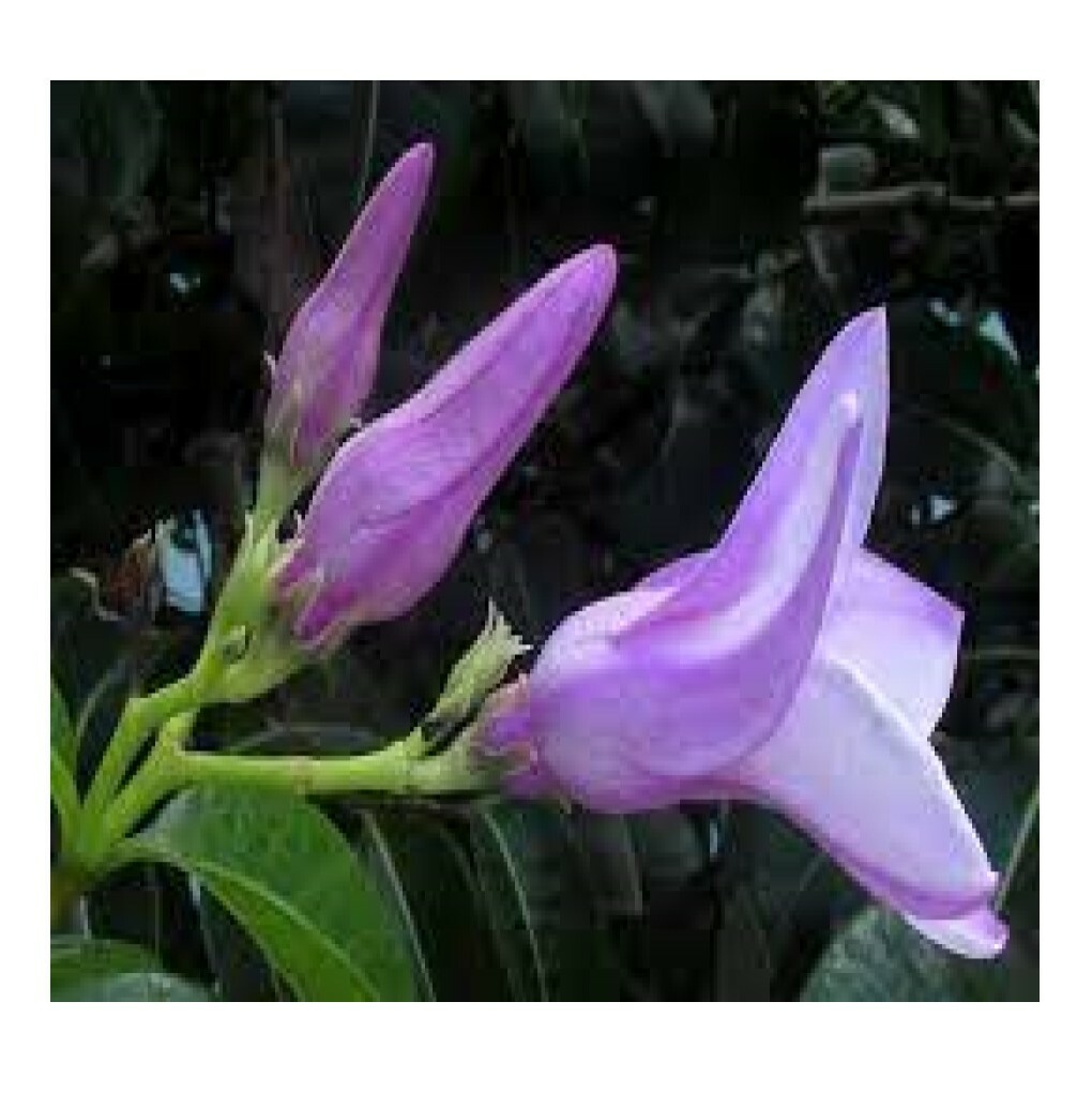Cryptostegia Madagascariensis Rubber Vine