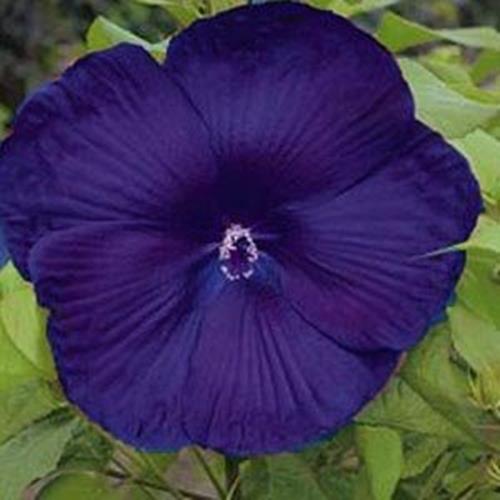 10+ Dinnerplate Hibiscus Perennial Flower Seed/ Easy to Grow/ Huge 10-12 Inch Fl