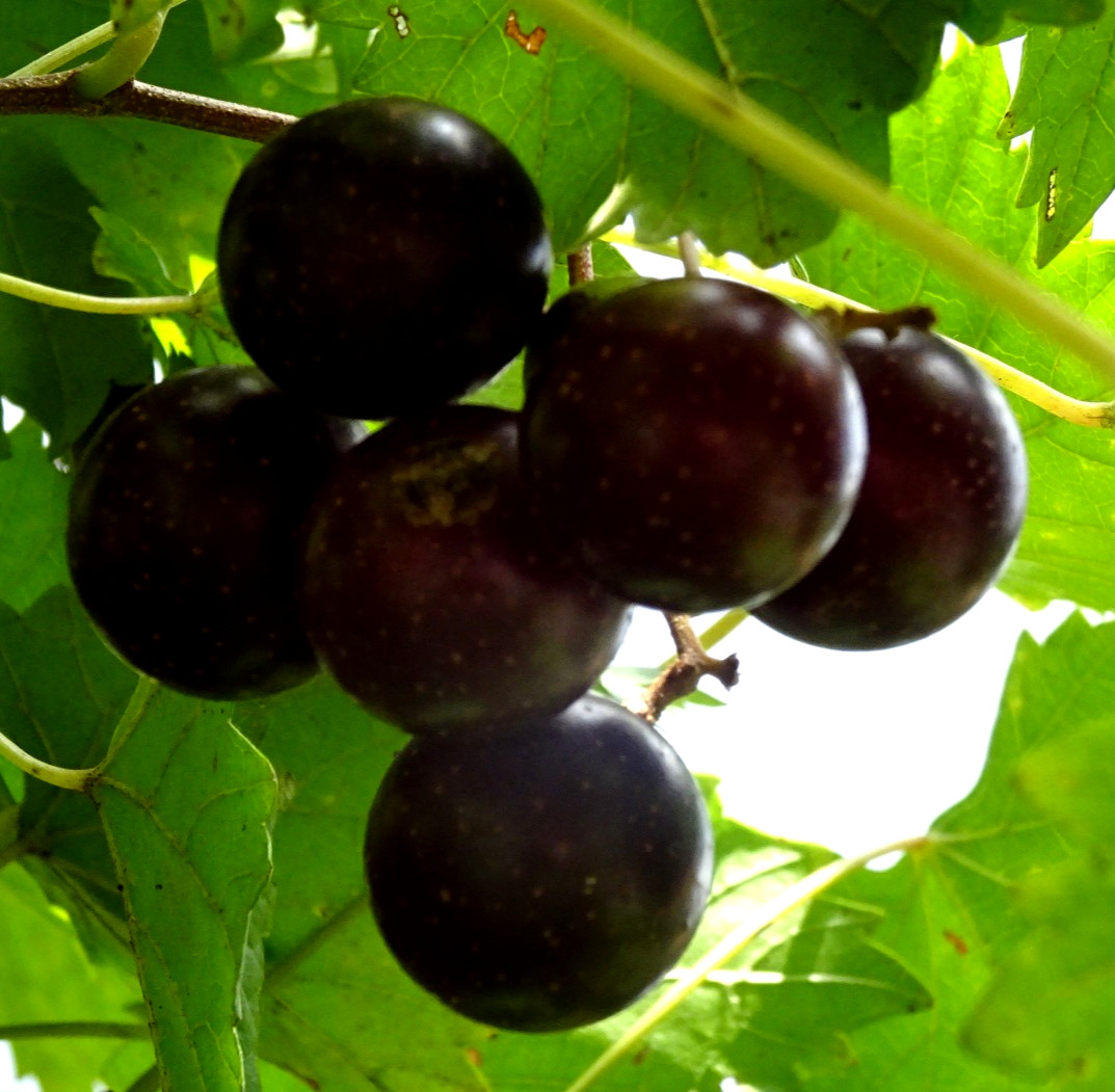 Muscadine Grape Black Noble Vine 30 seeds from 2025 Native perennial vine