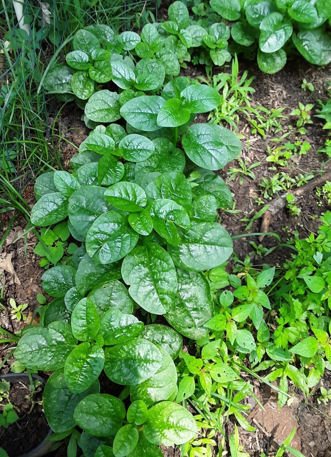 25+Green Malabar Spinach seeds(Asian spinach, MongToi Mu er cai ,Vine Spinach).