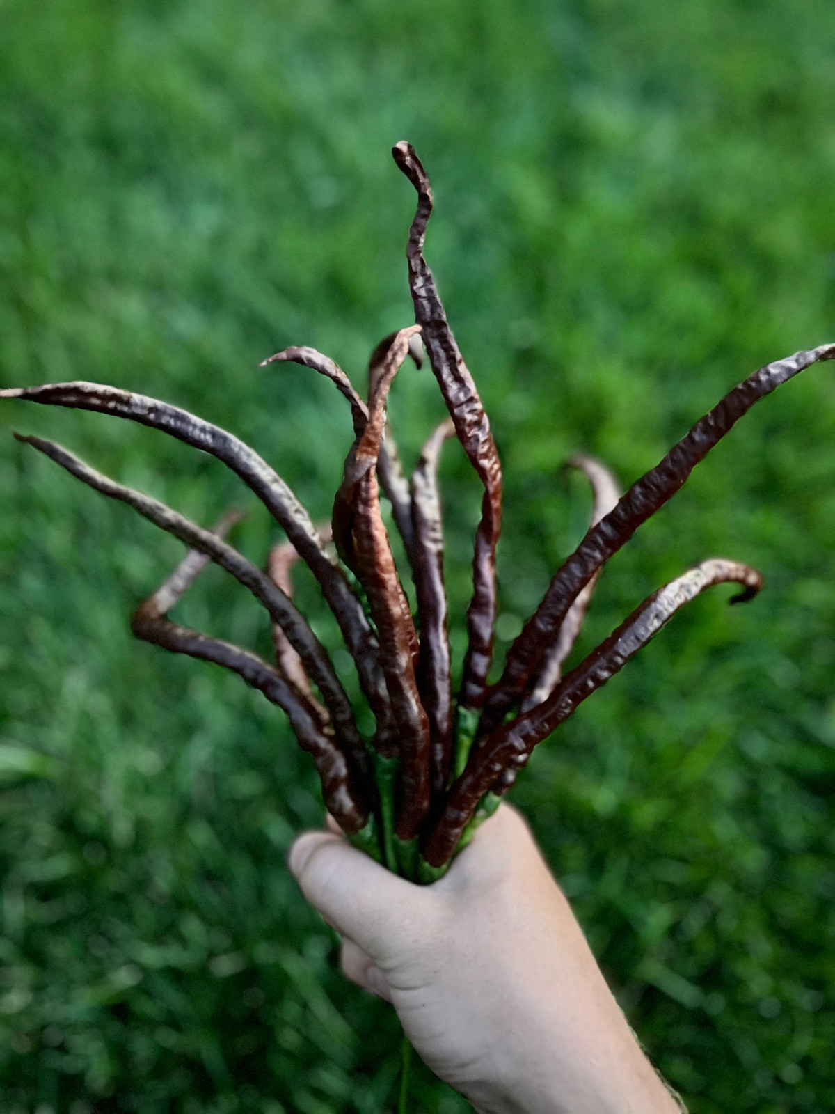 Thunder Cacho Brown Extra Long Pepper Seeds – Organic Non-GMO Pepper Seeds