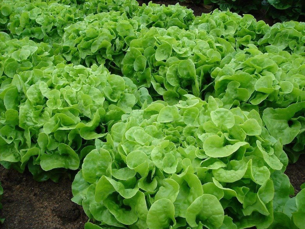 500+ Oakleaf Leaf Lettuce Seeds —- Heirloom — Organic — NON GMO —– Fresh