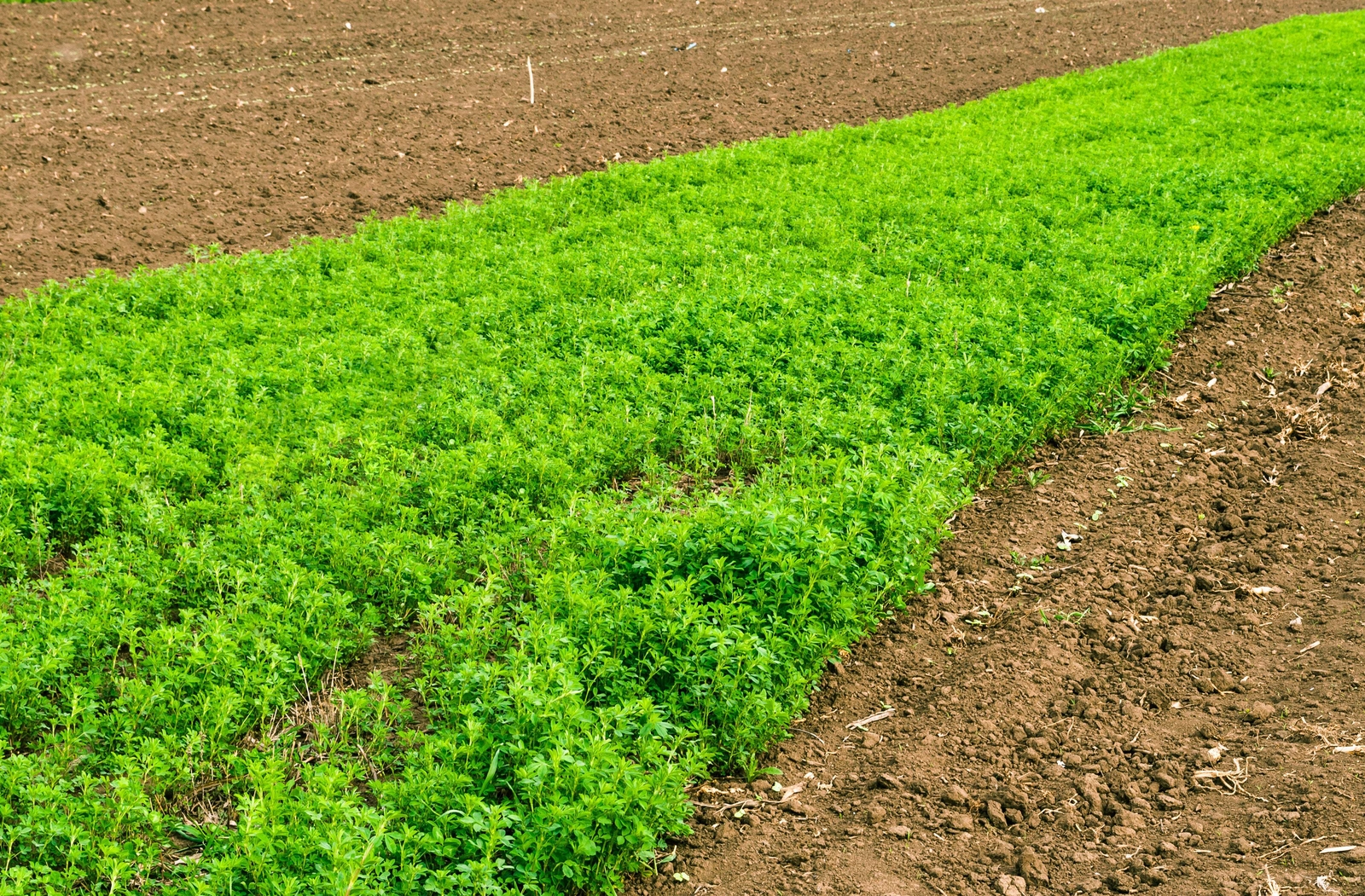 2000 ALFALFA Medicago Sativa Flower Plant Seeds