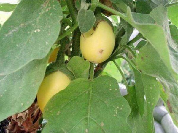 Solanum ovigerum | Easter Egg Plant | 10 Seeds