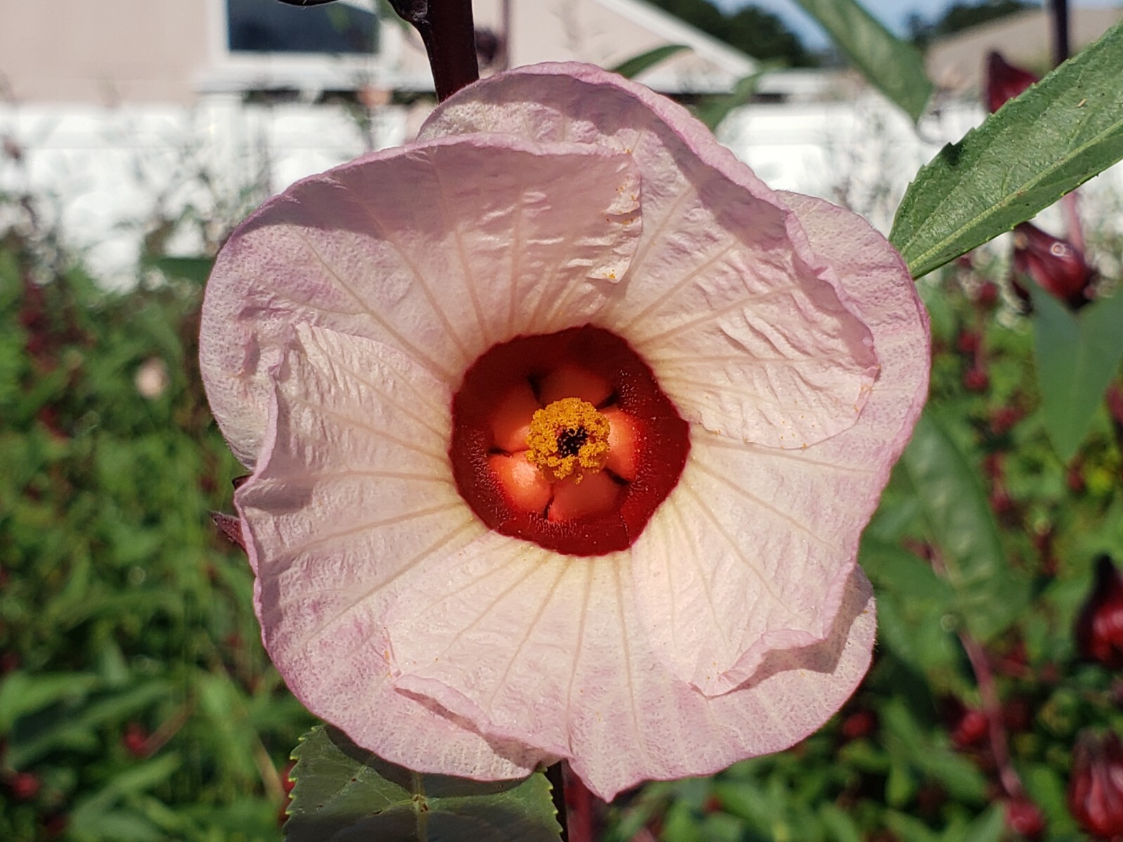 **RARE** FLORIDA CRANBERRY, Roselle, Hibiscus sabdariffa, Sorrel 25+ seeds