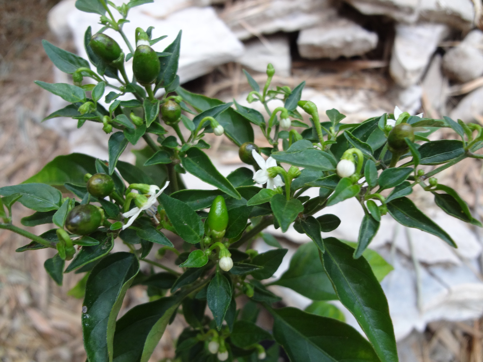 Giant Wild Chile Piquin, Chiltepin, Largest Chile del Monte, Very Rare 15 SEEDS