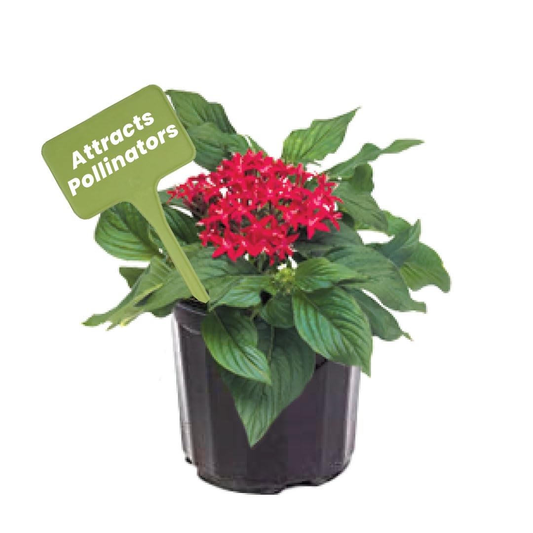Penta ‘Red Lace’ – 6-Inch Pot – Live Flowering Plant with Deep Red Star-Shape…