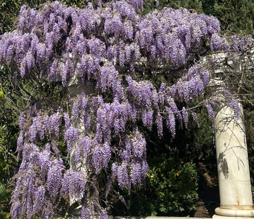 Blue Chinese Wisteria Vine, Wisteria sinensis, Seeds