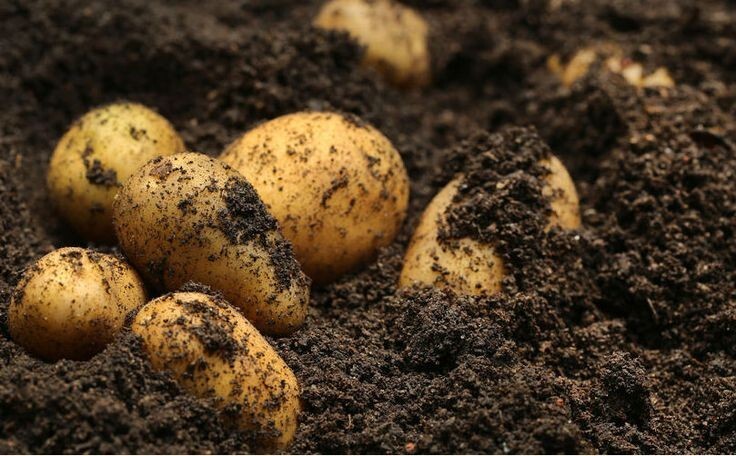 Simply Seed ™ – 2 LBs – Naturally Grown – Yukon Golds – Non GMO – Ready for Spri