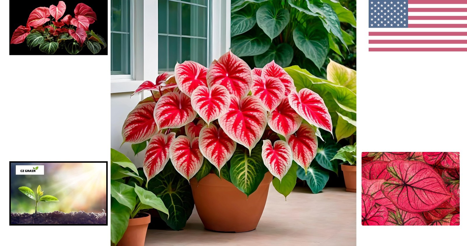 6 Crimson Sky Caladium Bulbs – Vibrant Pink Green Red for Stunning Gardens
