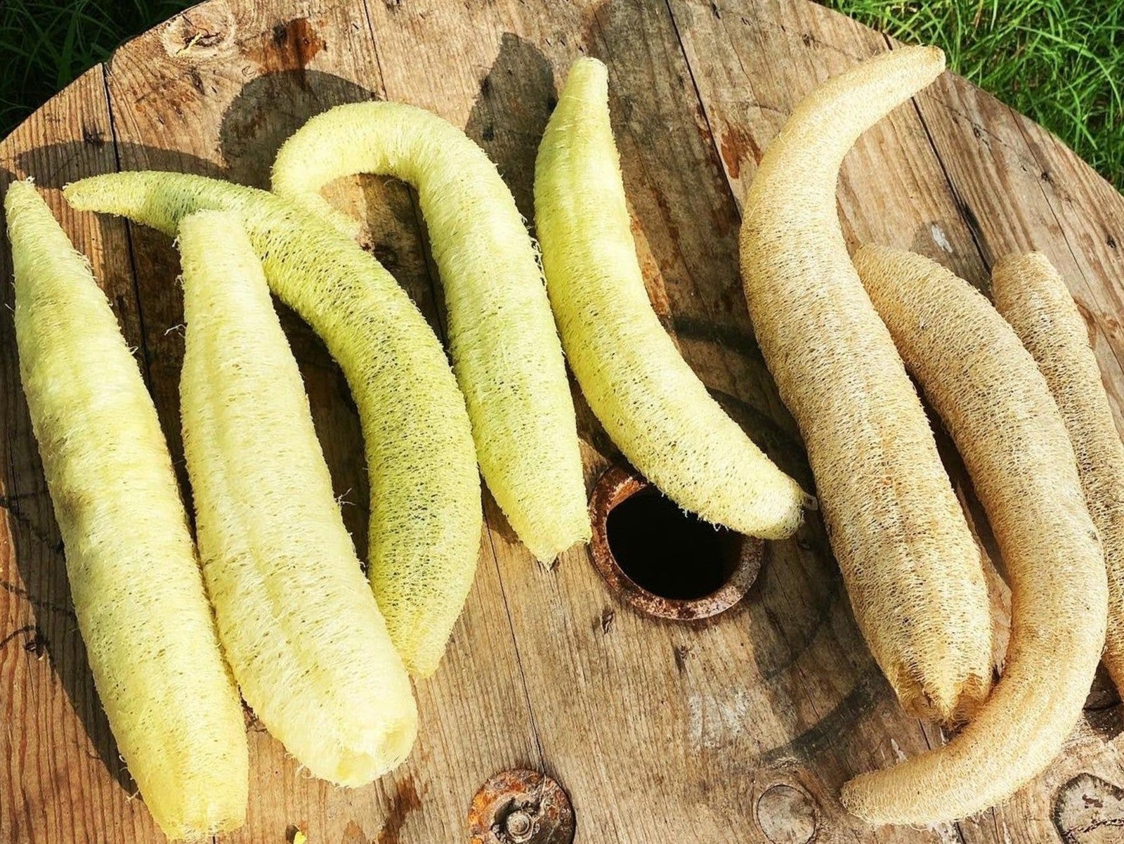 Sponge Luffa Seeds | Dishcloth Gourd Smooth Loofah Craft Melon Asian Seed 2024