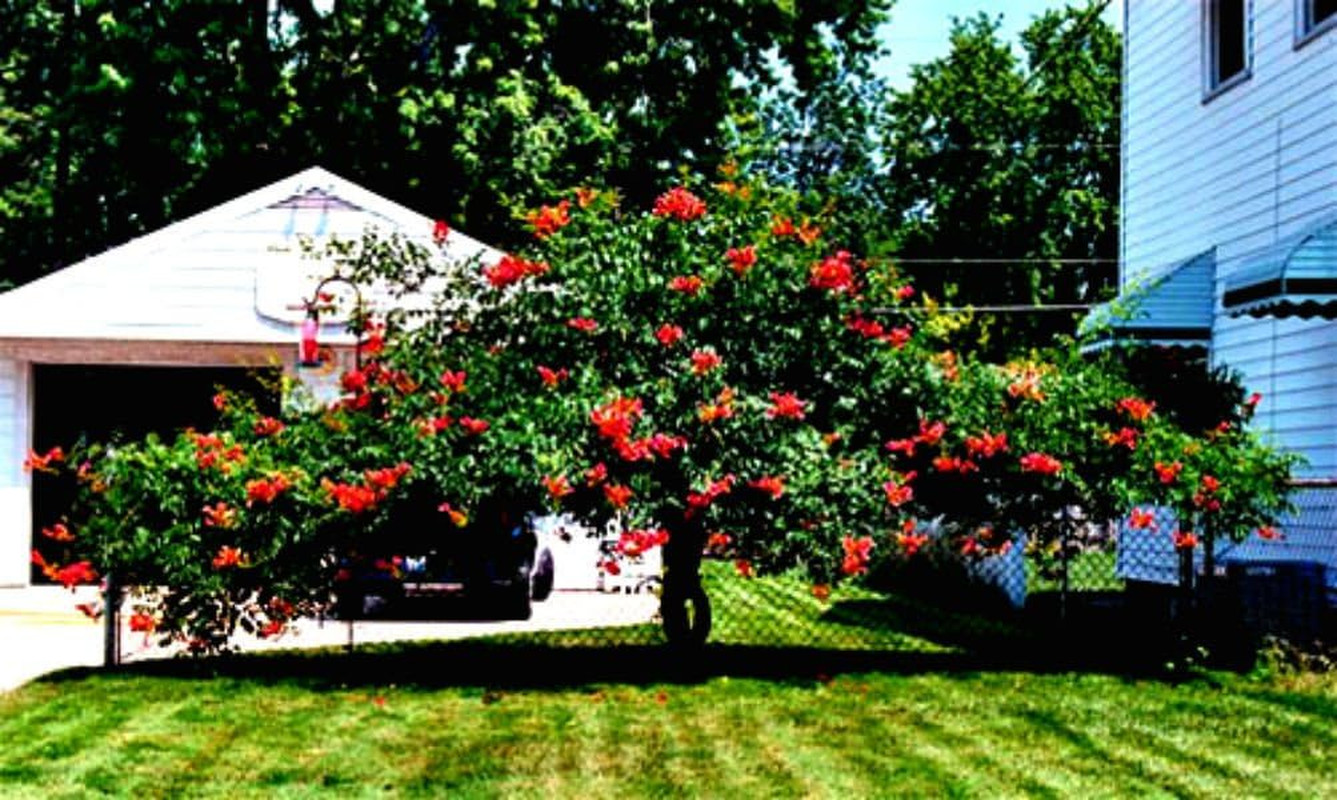 Rare Dark Red Hummingbird Trumpet Vine! Hardy! 20 Seeds!