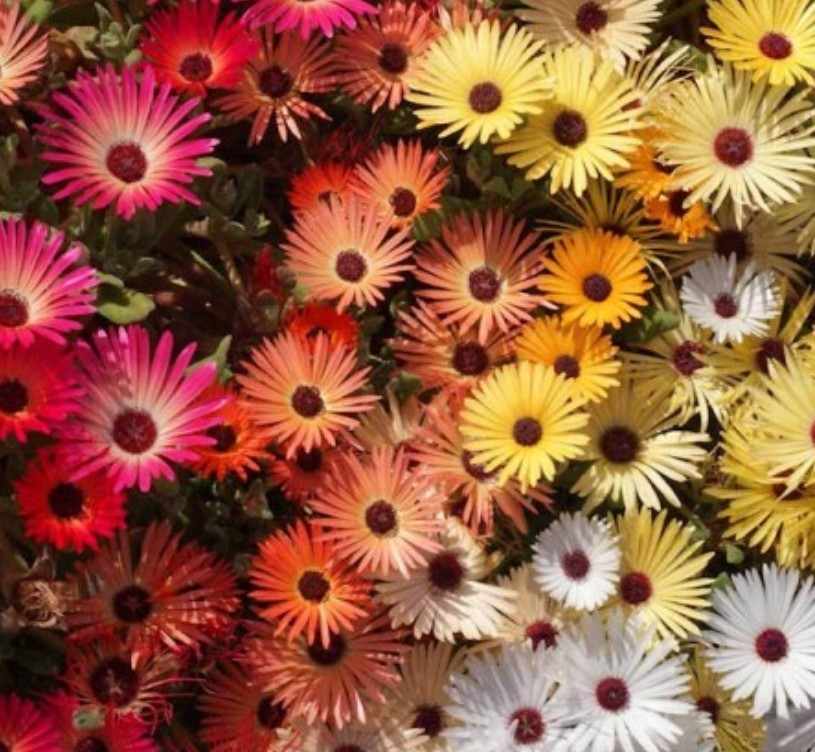 1500+ Ice Plant Seeds **Fresh Seeds ** ~~Free Shipping~~