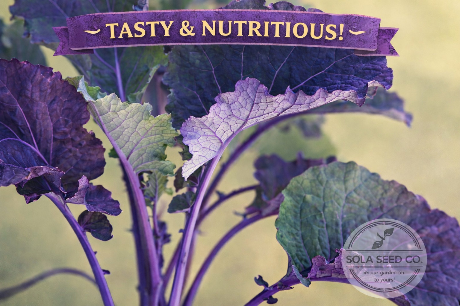 300 Rare Moonshadow Mustard Greens Seeds- Purple Ethiopian Kale Edible Green-USA