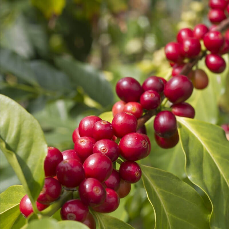 Dwarf Nana Arabian Coffee Seeds | Best Seller