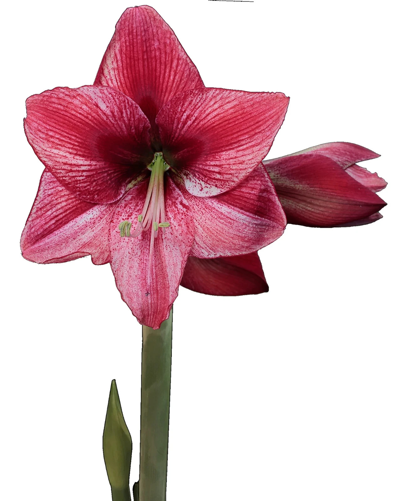 White wax with Gold Splatter Waxed Revelation Amaryllis Bulb Free Shipping