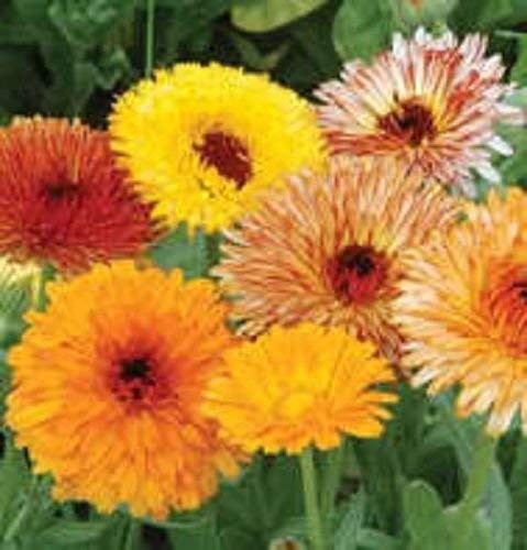Non GMO Bulk Calendula Seeds Fancy Mix Calendula Officinalis 1/4 Lb Pouch