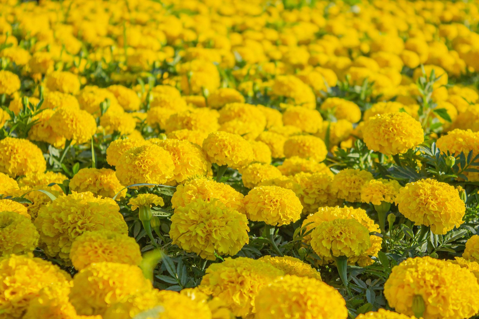 250 AFRICAN MARIGOLD CRACKERJACK Mixed Color Tagetes Erecta Flower Seeds *CombSH
